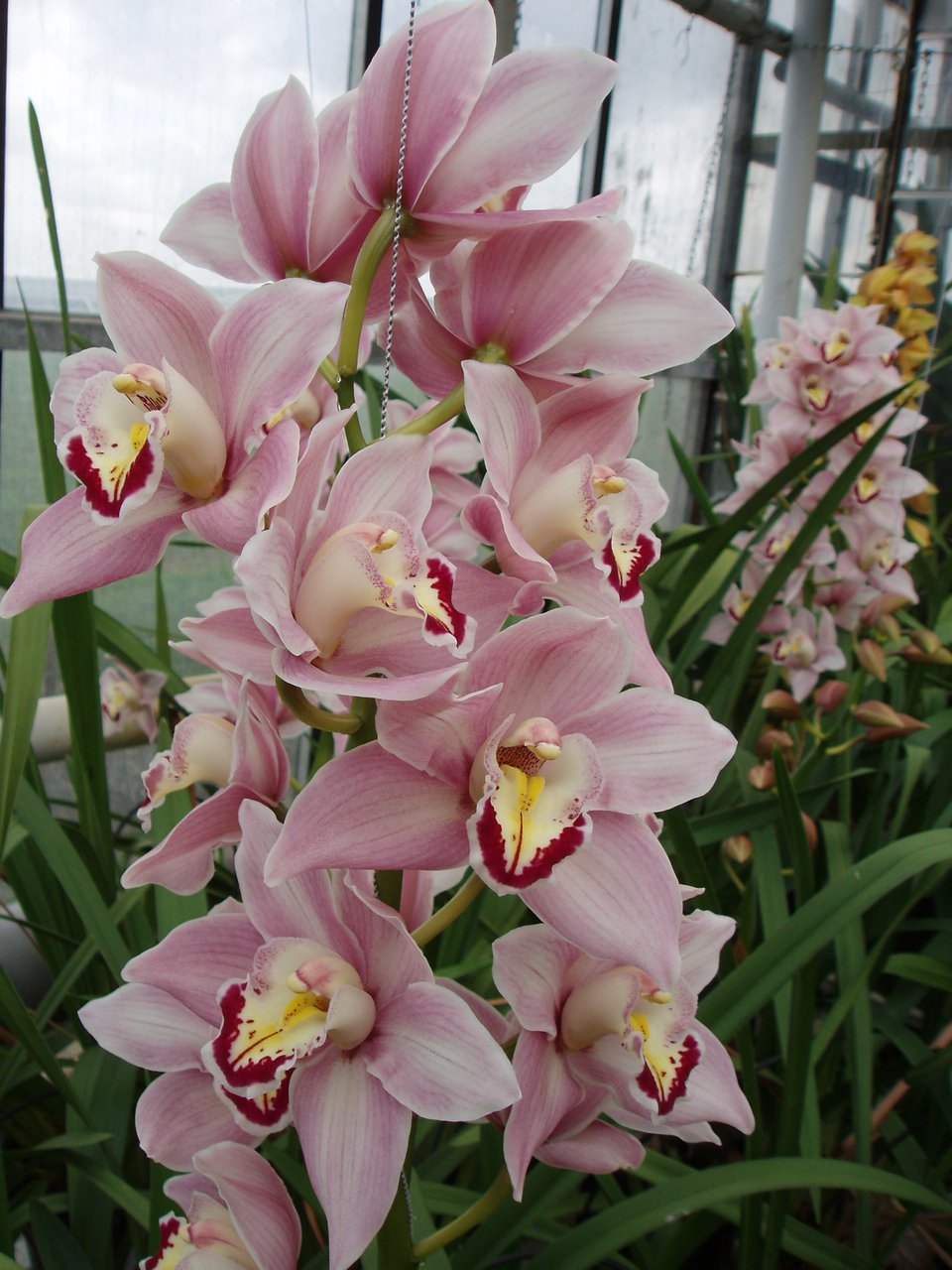 Γιακουμής Αμυρσώνης: Ο άνθρωπος που «έφερε» την ορχιδέα στην Ελλάδα πριν από 40 χρόνια [εικόνες] | iefimerida.gr 4