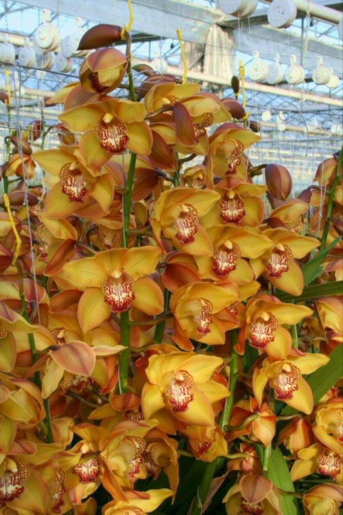 Γιακουμής Αμυρσώνης: Ο άνθρωπος που «έφερε» την ορχιδέα στην Ελλάδα πριν από 40 χρόνια [εικόνες] | iefimerida.gr 3