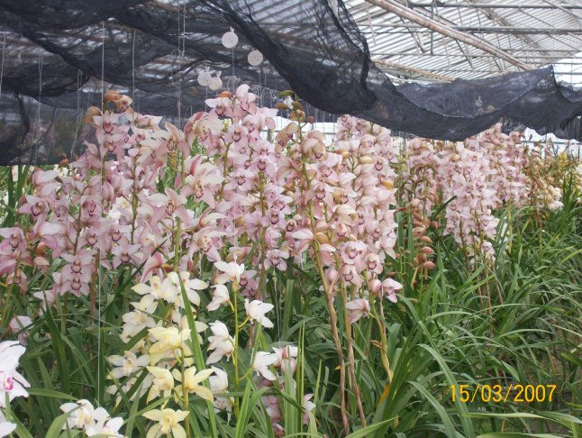 Γιακουμής Αμυρσώνης: Ο άνθρωπος που «έφερε» την ορχιδέα στην Ελλάδα πριν από 40 χρόνια [εικόνες] | iefimerida.gr 2