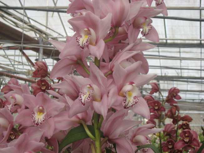 Γιακουμής Αμυρσώνης: Ο άνθρωπος που «έφερε» την ορχιδέα στην Ελλάδα πριν από 40 χρόνια [εικόνες] | iefimerida.gr 1