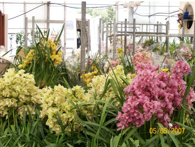 Γιακουμής Αμυρσώνης: Ο άνθρωπος που «έφερε» την ορχιδέα στην Ελλάδα πριν από 40 χρόνια [εικόνες] | iefimerida.gr 0