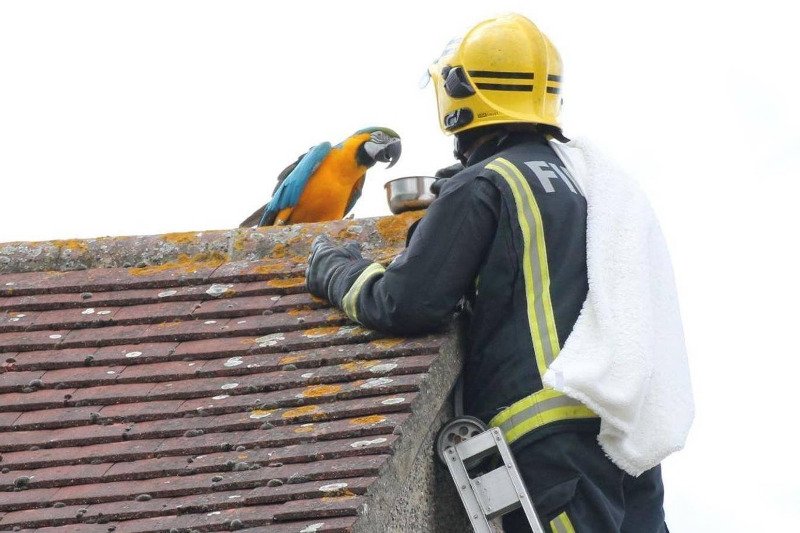 Αθυρόστομος παπαγάλος που μιλά ελληνικά έβρισε τους πυροσβέστες που προσπάθησαν να τον σώσουν από μια στέγη [βίντεο] | iefimerida.gr 0