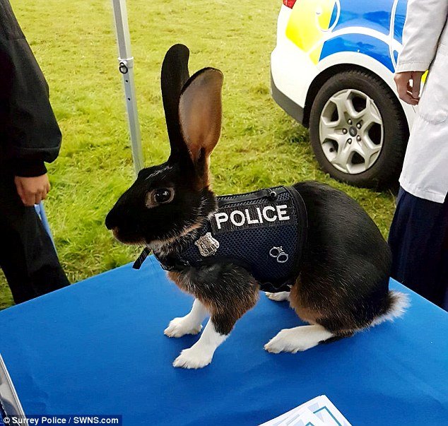 Ενας αστυνομικός λαγός προκάλεσε ατελείωτα προβλήματα στη βρετανική αστυνομία [εικόνες] | iefimerida.gr 0