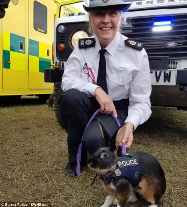 Ενας αστυνομικός λαγός προκάλεσε ατελείωτα προβλήματα στη βρετανική αστυνομία [εικόνες] | iefimerida.gr 2