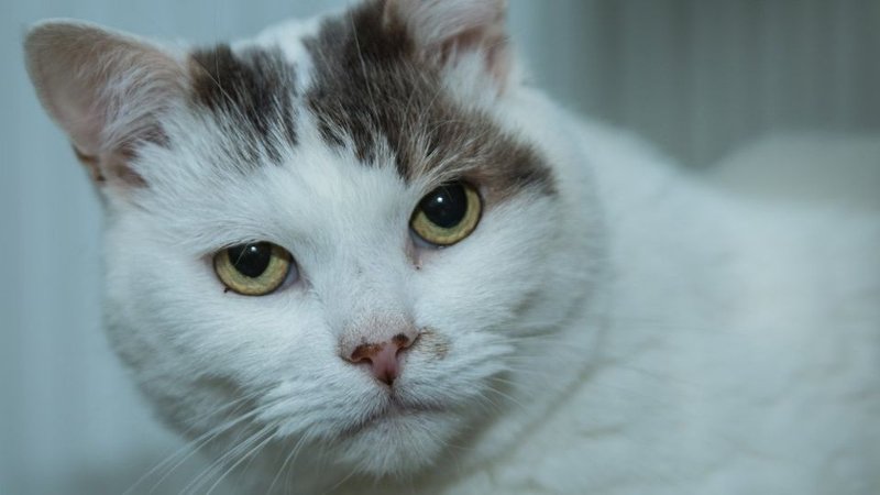 Ο γάτος Θίο (Φωτογραφία: NATIONAL CAT OF THE YEAR AWARDS)