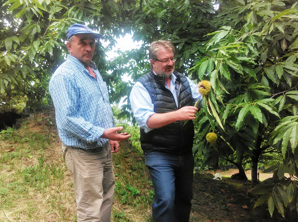 Στην Πιερία άρχισε η συγκομιδή του κάστανου [εικόνες] | iefimerida.gr 4