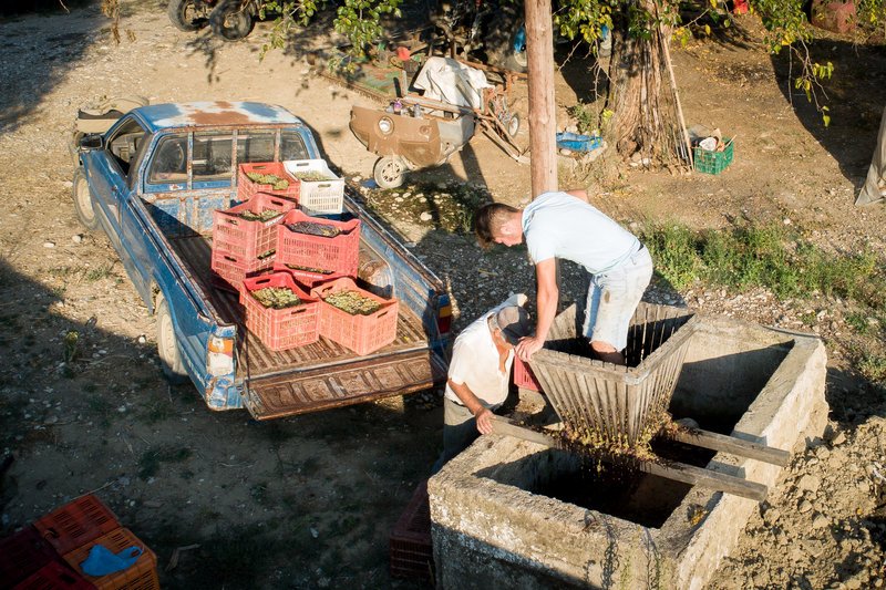 Στην Ηλεία ξεκίνησαν το πάτημα των σταφυλιών -Με τα πόδια, σε ξύλινο πατητήρι [εικόνες] | iefimerida.gr 5