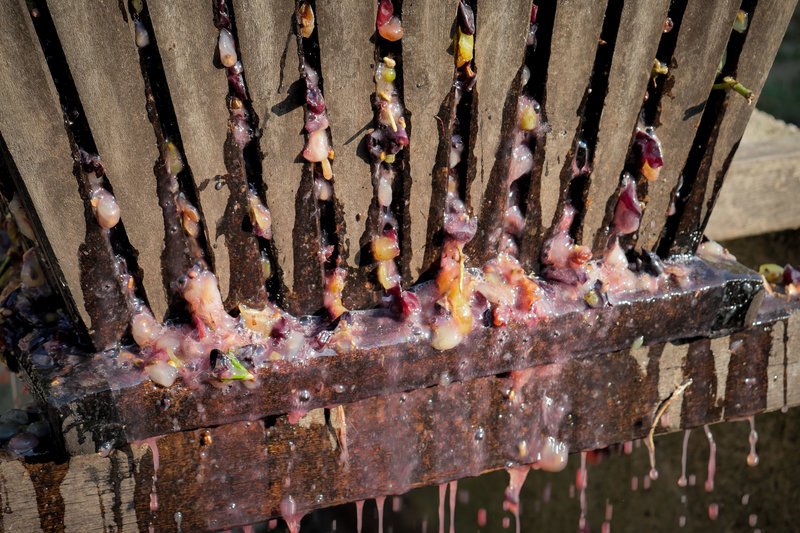 Στην Ηλεία ξεκίνησαν το πάτημα των σταφυλιών -Με τα πόδια, σε ξύλινο πατητήρι [εικόνες] | iefimerida.gr 6