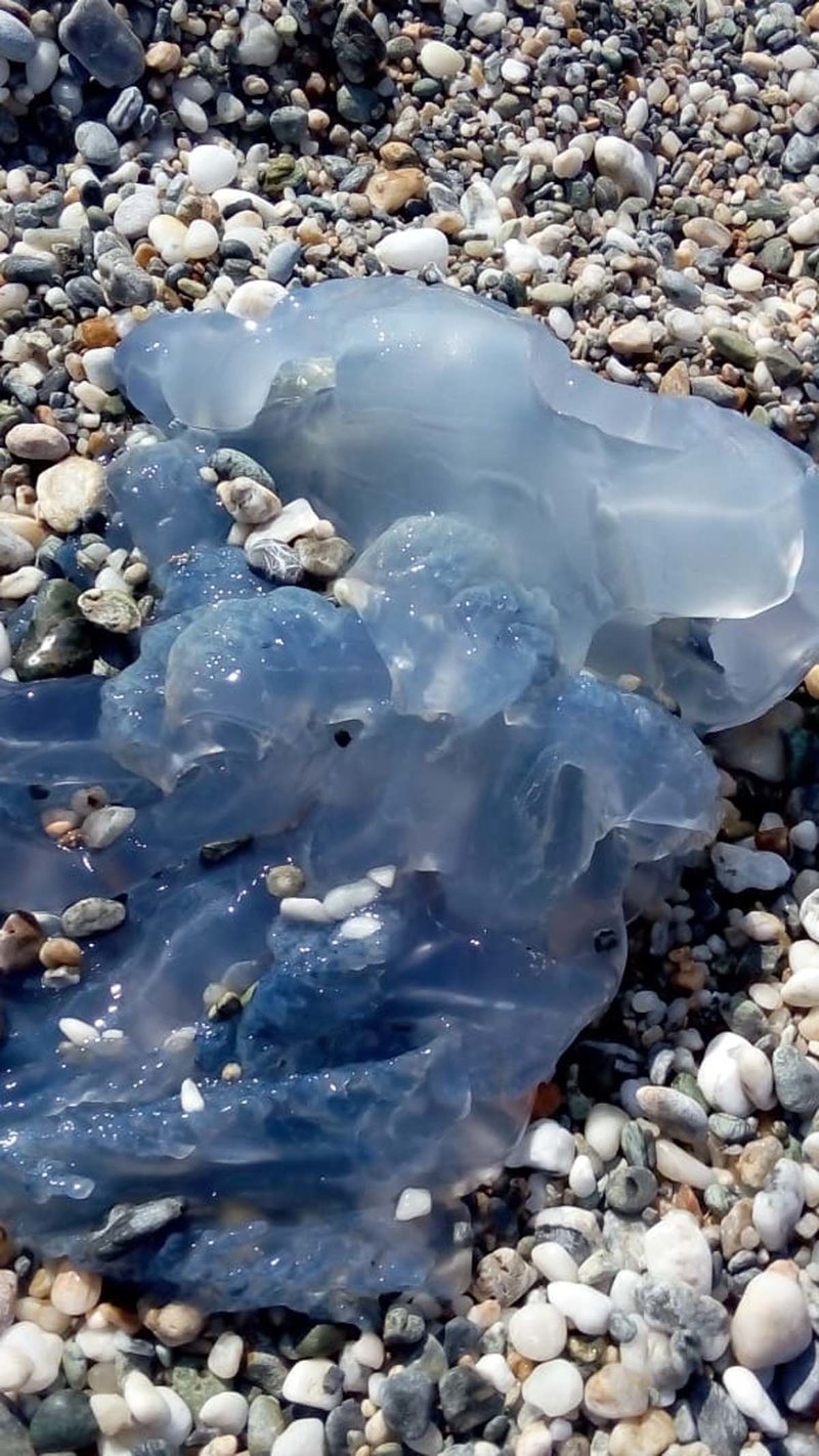 Κοπάδια από μπλε μέδουσες έχουν κατακλύσει τα παράλια της Θεσσαλίας [εικόνες] | iefimerida.gr 2