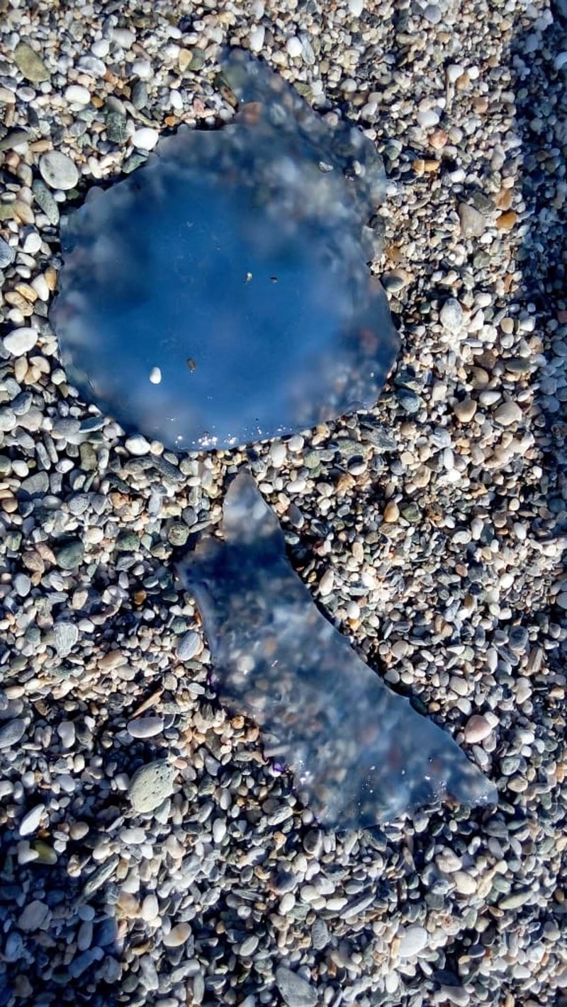 Κοπάδια από μπλε μέδουσες έχουν κατακλύσει τα παράλια της Θεσσαλίας [εικόνες] | iefimerida.gr 1