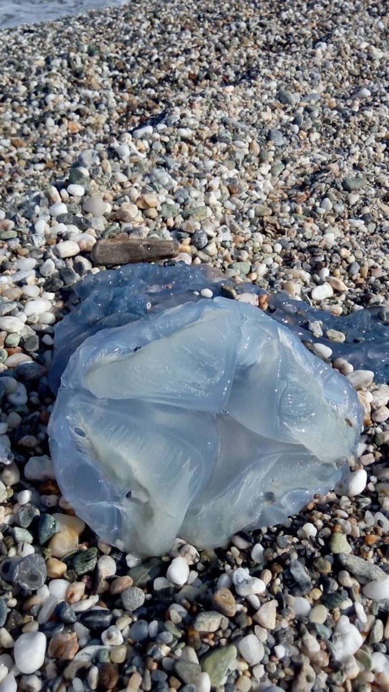 Κοπάδια από μπλε μέδουσες έχουν κατακλύσει τα παράλια της Θεσσαλίας [εικόνες] | iefimerida.gr 0