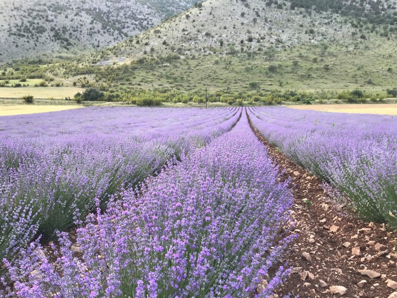 Η οικογένειά του έχει μια έκταση 250 στρεμμάτων στην ευρύτερη περιοχή της Ξηρολίμνης