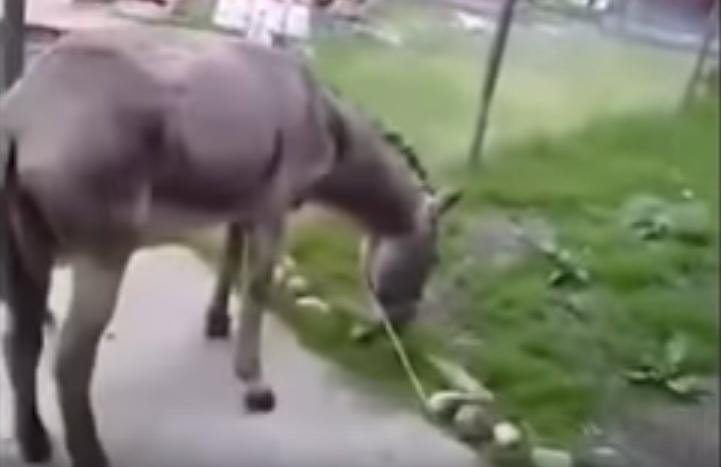 Βενεζουέλα: Εως και 20 χρόνια φυλακή σε δύο πυροσβέστες που παρομοίασαν τον Μαδούρο με... γάιδαρο [βίντεο]  | iefimerida.gr 1