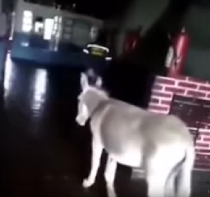 Βενεζουέλα: Εως και 20 χρόνια φυλακή σε δύο πυροσβέστες που παρομοίασαν τον Μαδούρο με... γάιδαρο [βίντεο]  | iefimerida.gr 2