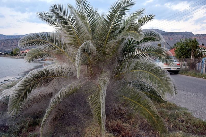 Ειδικός εξηγεί πώς δημιουργήθηκε το πέπλο αράχνης που κάλυψε τα πάντα στο Αιτωλικό [εικόνες] | iefimerida.gr 0
