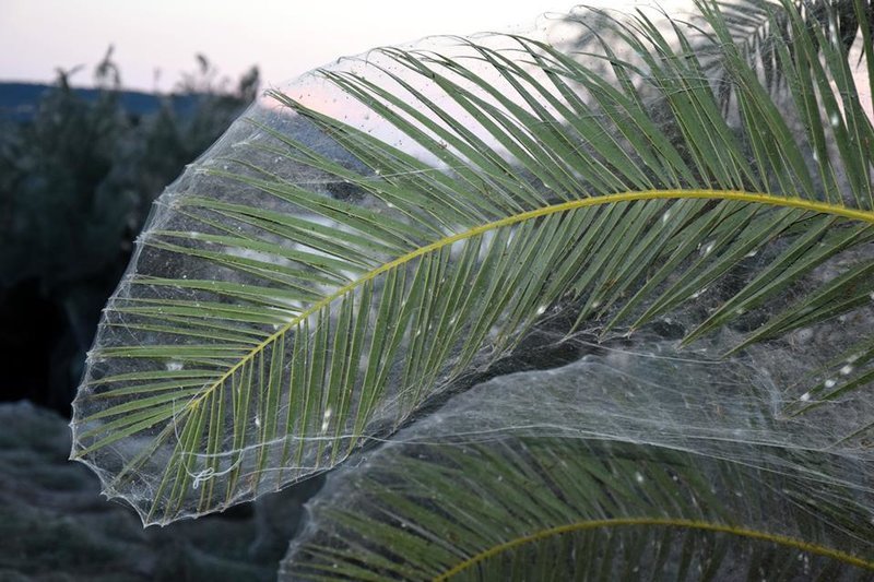 Ειδικός εξηγεί πώς δημιουργήθηκε το πέπλο αράχνης που κάλυψε τα πάντα στο Αιτωλικό [εικόνες] | iefimerida.gr 5