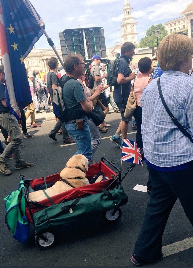Η εκστρατεία «Wooferendum» (Γαβγοψήφισμα) ξεκίνησε την περασμένη άνοιξη.