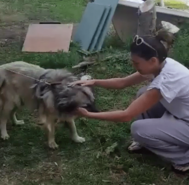 Ο Βασίλης Χαραλαμπόπουλος βρίσκει τον σκύλο του μετά από 2,5 χρόνια -Το κλάμα της συζύγου του [βίντεο] | iefimerida.gr 0