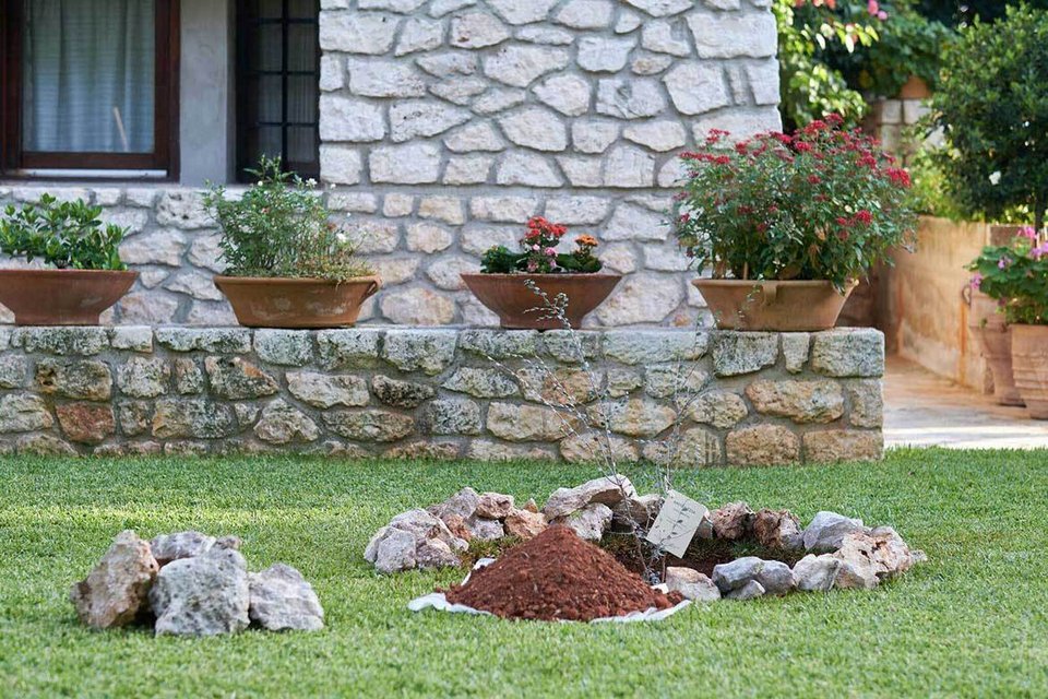 Μια αμπελιτσιά φύτεψε στη μνήμη του πρώην πρωθυπουργού η οικογένεια Μητσοτάκη [εικόνες] | iefimerida.gr 2