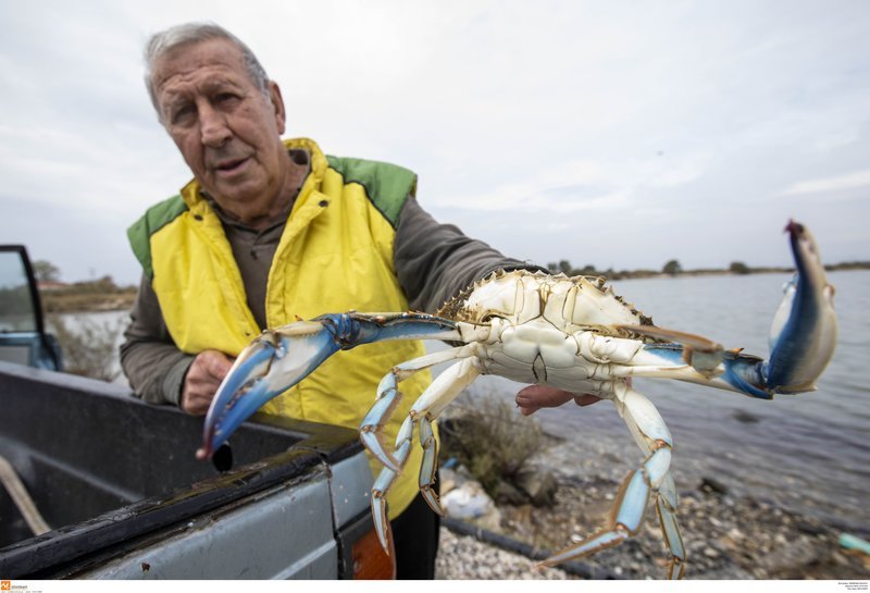 Σε αυτή τη λιμνοθάλασσα στην Ελλάδα ψαρεύουν... μπλε καβούρια [εικόνες] | iefimerida.gr 8