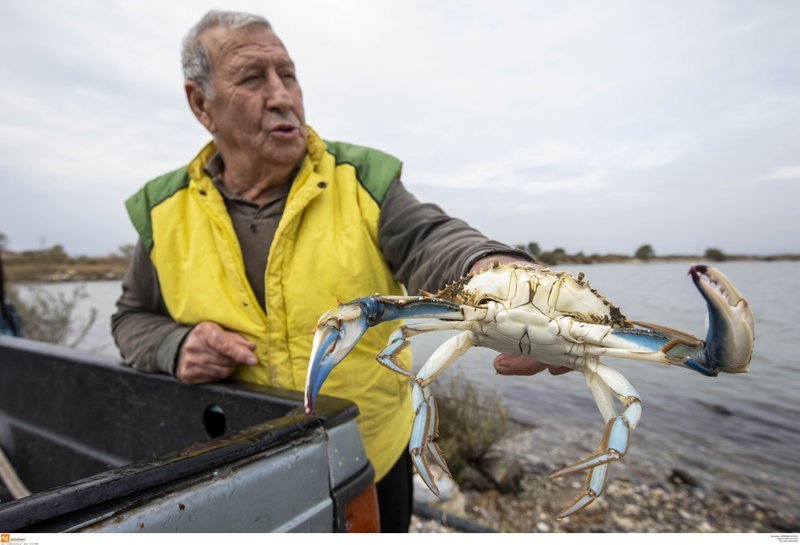 Σε αυτή τη λιμνοθάλασσα στην Ελλάδα ψαρεύουν... μπλε καβούρια [εικόνες] | iefimerida.gr 9