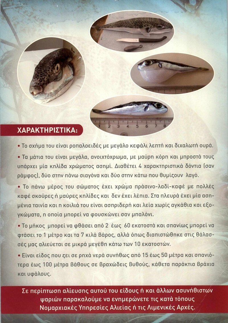 Τα χαρακτηριστικά του λαγοκέφαλου