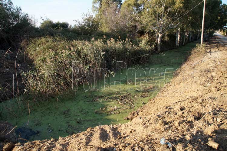 Το ανθρώπινο μέλος εντοπίστηκε στην ερημική, βαλτώδης περιοχή κατά τη διάρκεια εργασιών καθαρισμού της τάφρου.