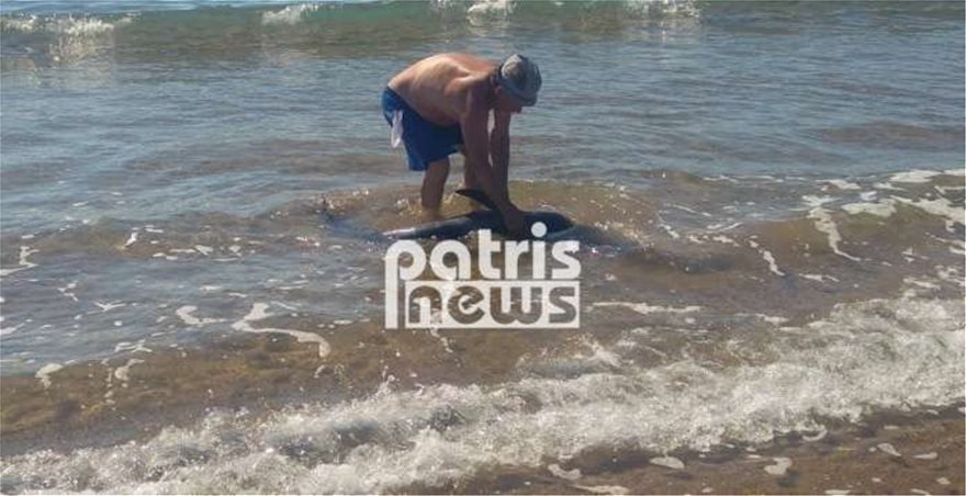 Το δελφίνι στην παραλία Σπιάτζα