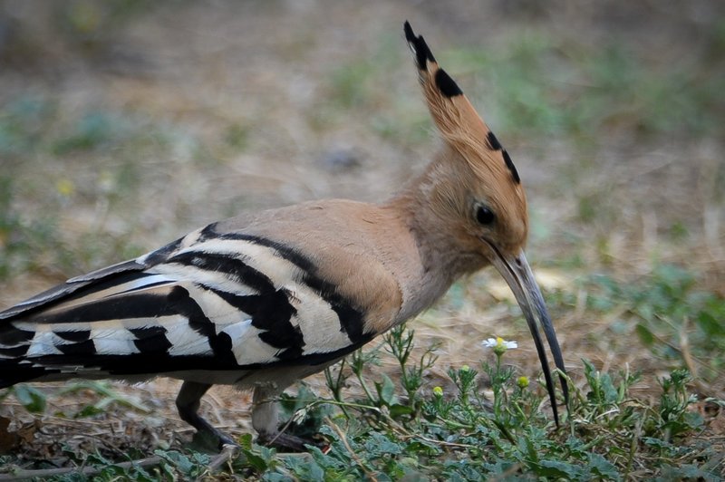 Ενα ιδιόμορφο πουλί... ποζάρει στην κάμερα -Ποιος είναι ο τσαλαπετεινός [εικόνες] | iefimerida.gr 7