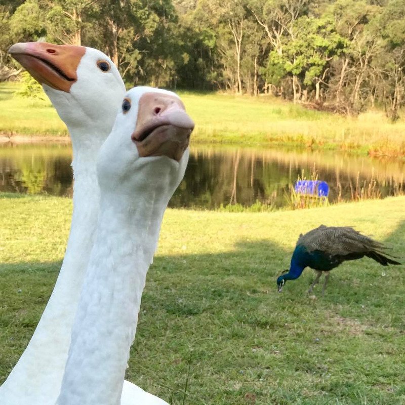 Viral ανάρτηση: Απηύδησε από τις χήνες και θέλει να τις πουλήσει- Ζητά μόνο 50 $ και ένα... μπουκάλι ουίσκι! [εικόνες]  | iefimerida.gr 0