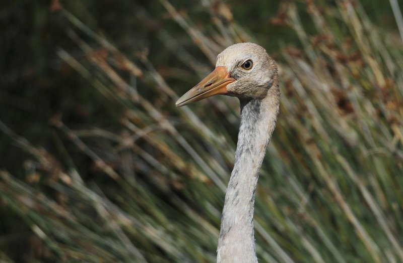 Το ταξίδι του γερανού προς τον Νότο -Στάση για ξεκούραση στη λιμνοθάλασσα του Ωρωπού [εικόνες]  | iefimerida.gr 4