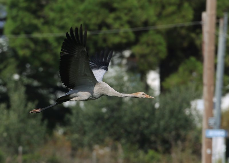 Ο νεαρός γερανός (grus grus)
