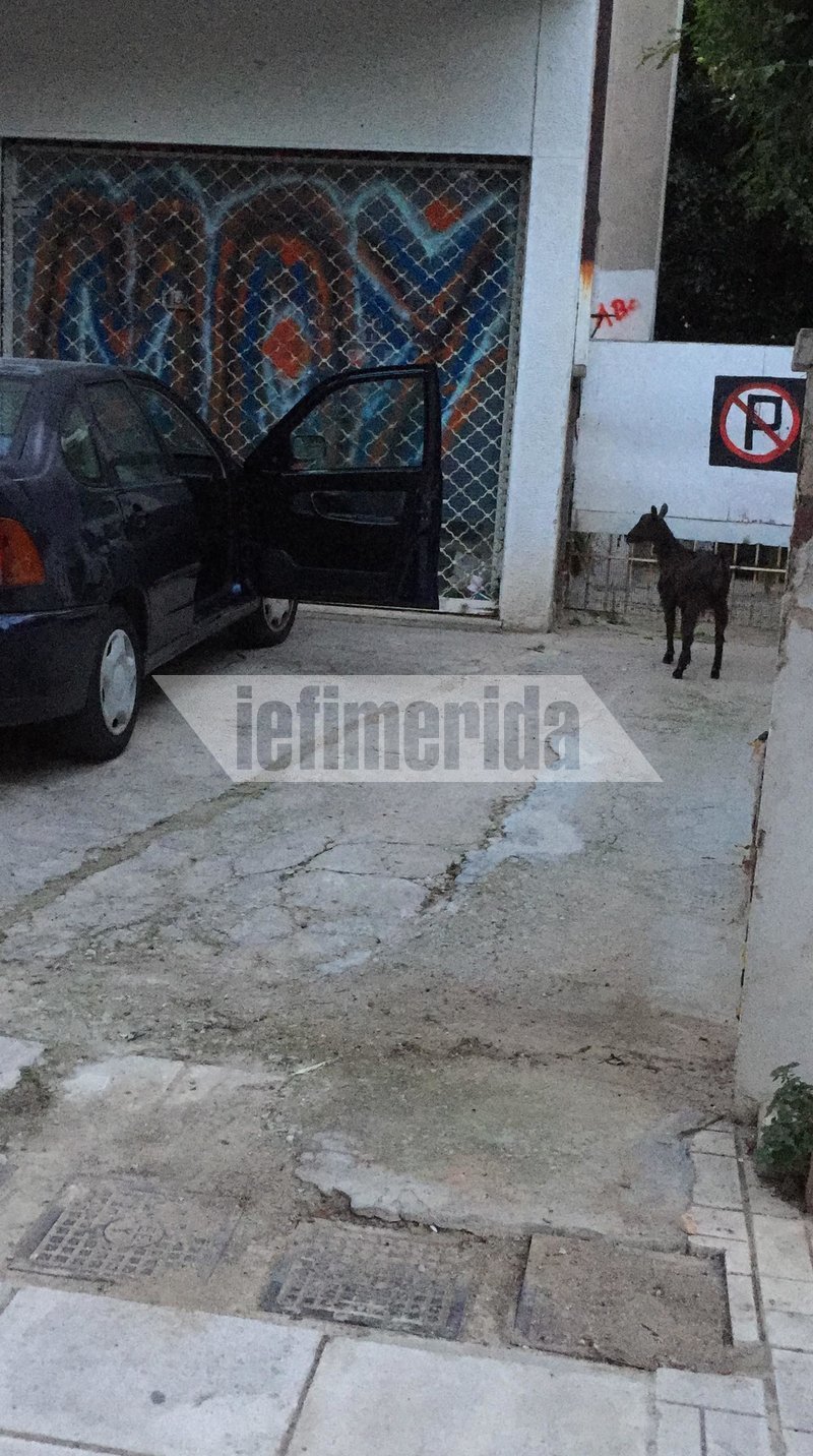 Οι βόλτες δεν είναι μόνο κοντινοί περίπατοι, αλλά και με το ΙΧ στην παραλία