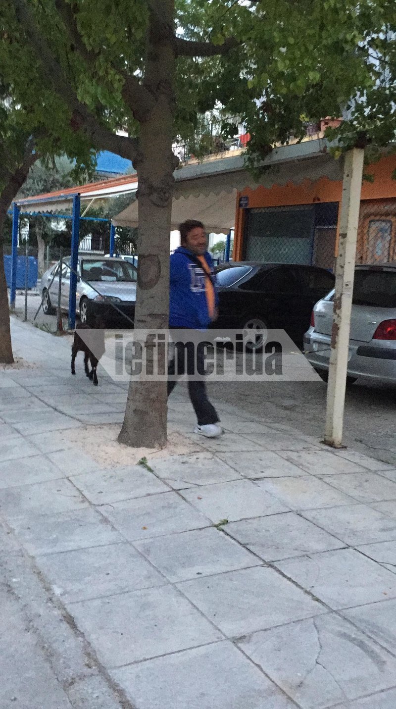 «Κέτσα», το κατσικάκι που έχει τρελάνει το Παλαιό Φάληρο -Κάθε απόγευμα κάνει βόλτες στη γειτονιά [εικόνες & βίντεο] | iefimerida.gr 7