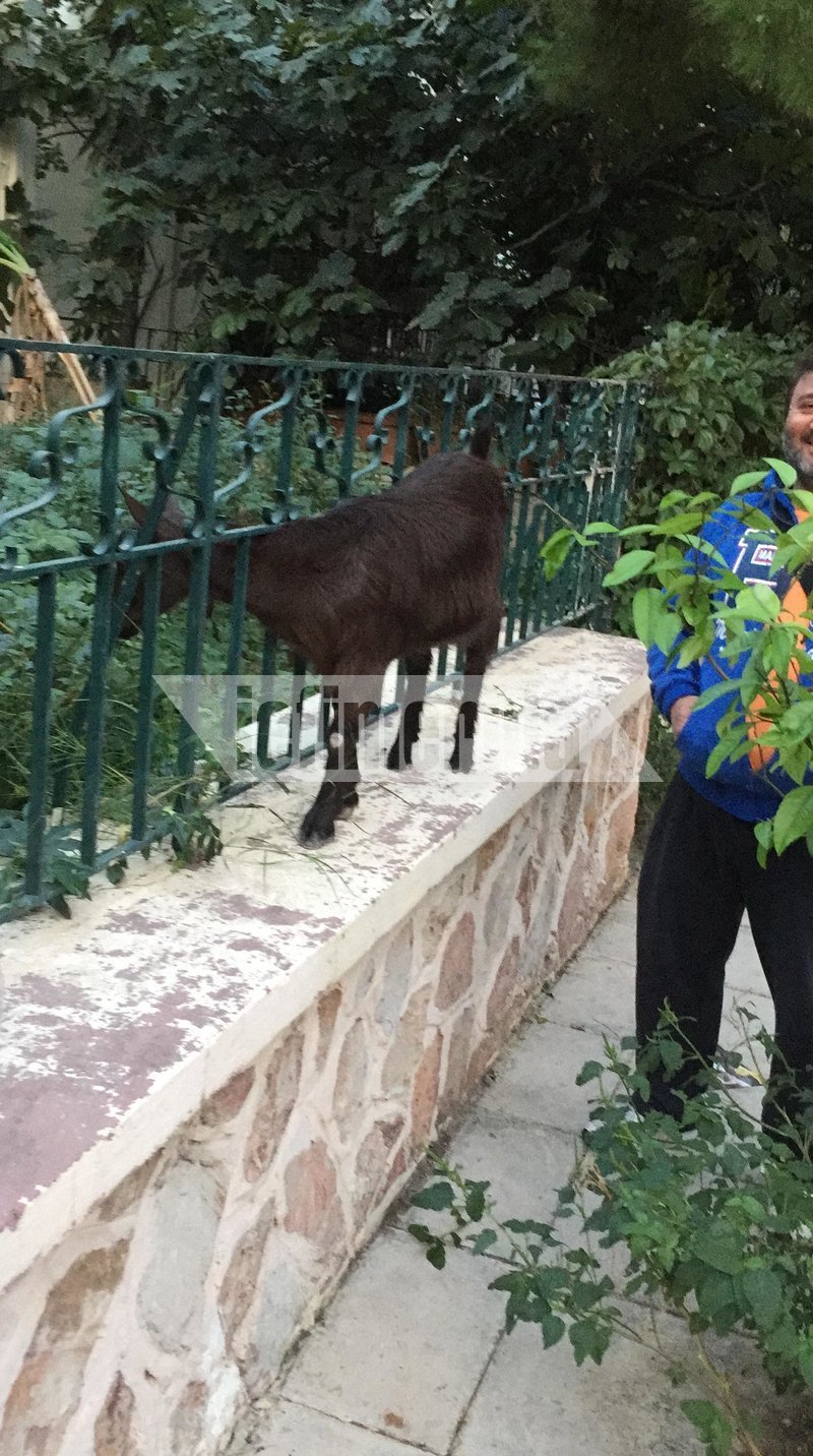 Ο μικρός Κέτσα τρελαίνεται για βόλτα
