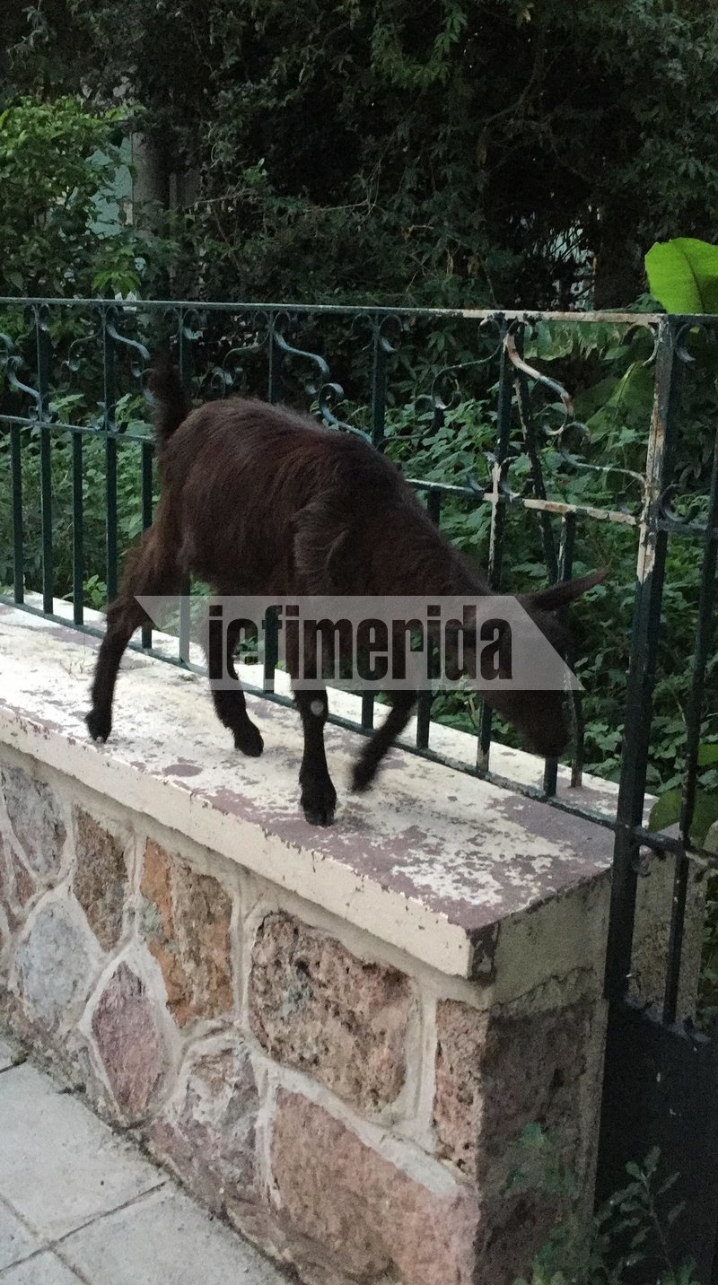 Το 6 μηνών κατσικάκι το ξέρουν και το αγαπούν όλοι οι γείτονες