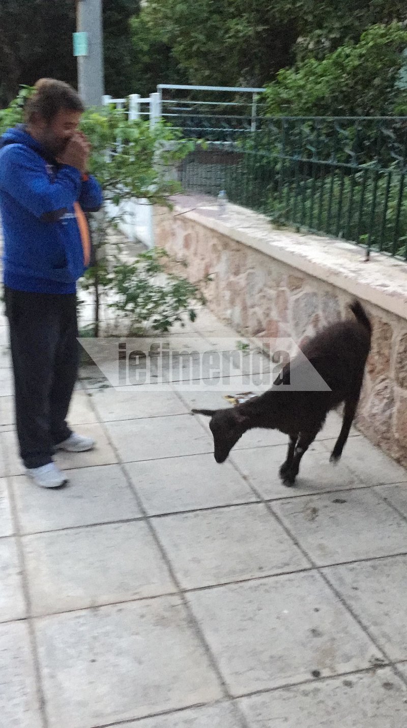 Ακούει το αφεντικό του σε όλα