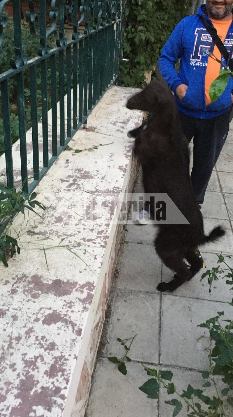 Ο «Κέτσα» είανι και... κουτσομπόλης, αφού του αρέσει να παρατηρεί τα πάντα