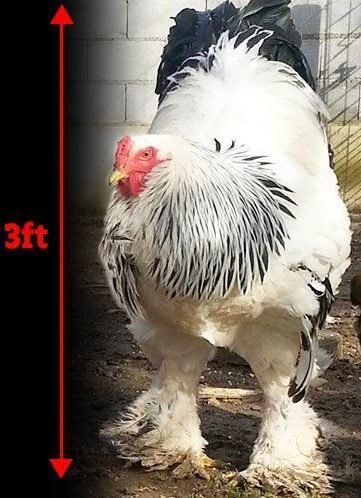 Ωστόσο φέτος ο κόκορας επανήλθε στο προσκήνιο, καθώς όπως αποκάλυψε στην The Sun ο ιδιοκτήτης του, ο κόκορας εγκατέλειψε την «εργένικη ζωή» και πλέον ζει με δύο κότες.