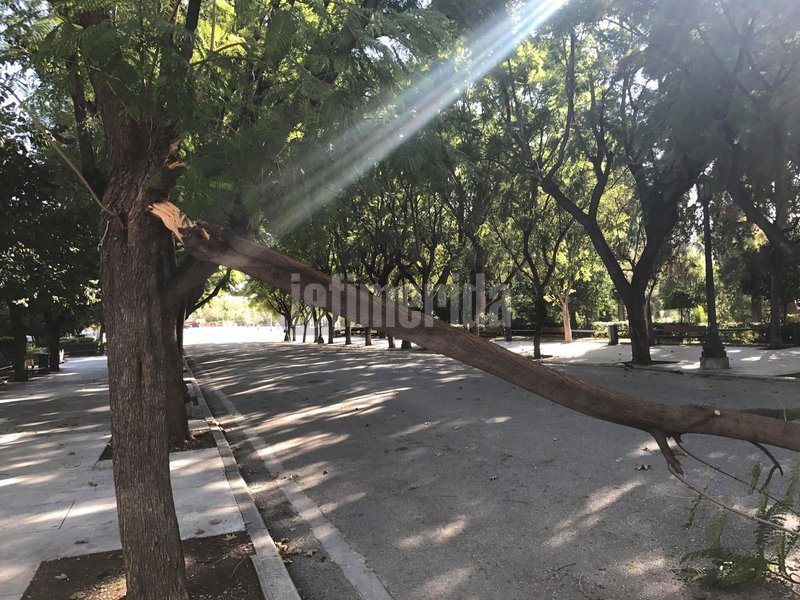 Επεσε δέντρο στο Ζάππειο από τους δυνατούς ανέμους.