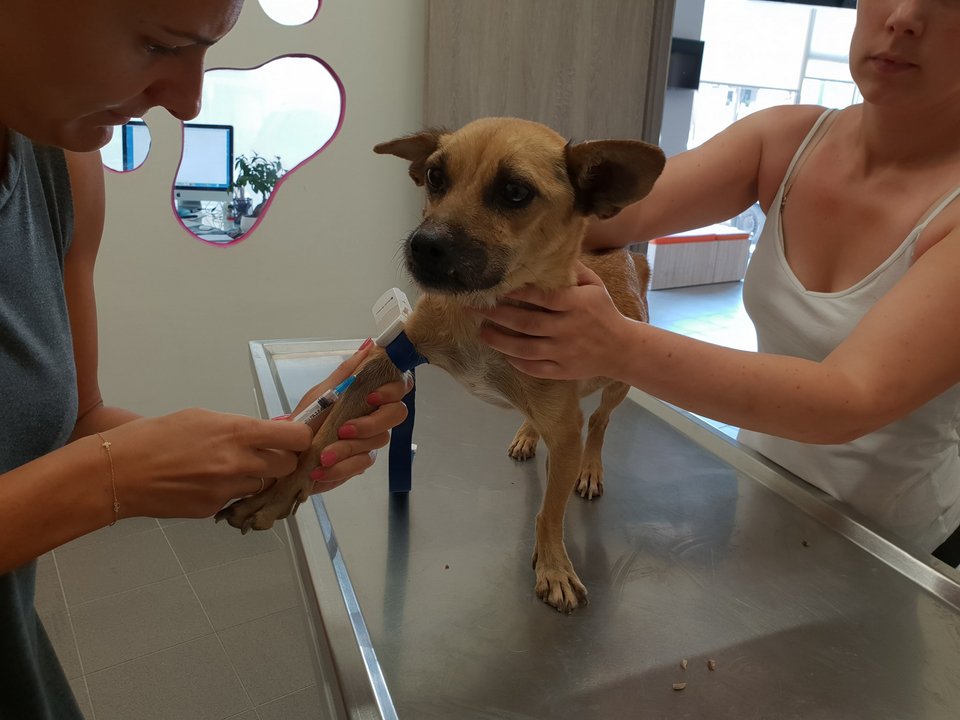 Ο «Αγιος των Σκύλων» από την Ιεράπετρα που έχει γίνει παγκόσμιο viral -Eχει φροντίσει και γιατρέψει 500 ζωάκια [εικόνες] | iefimerida.gr 2