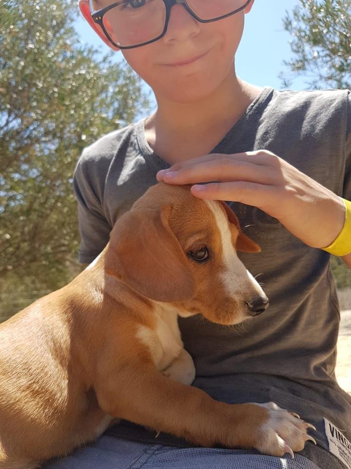 Ο «Αγιος των Σκύλων» από την Ιεράπετρα που έχει γίνει παγκόσμιο viral -Eχει φροντίσει και γιατρέψει 500 ζωάκια [εικόνες] | iefimerida.gr 3