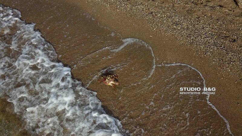 Ο κολυμβητής έβγαλε την χελώνα στην ακτή και διαπιστώθηκε πως ήταν θανάσιμα τραυματισμένη από πολλαπλά χτυπήματα στο σώμα της