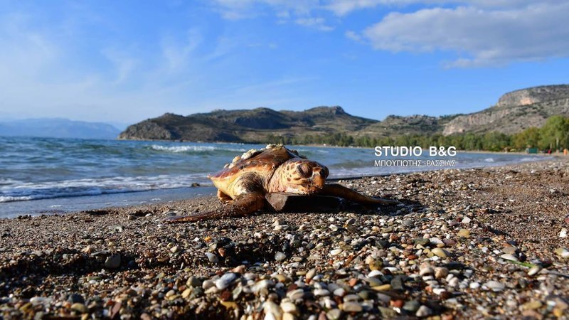 Η μικρή χελώνα έγινε αντιληπτή από κολυμβητή που εκείνη την ώρα έκανε μπάνιο στην παραλία