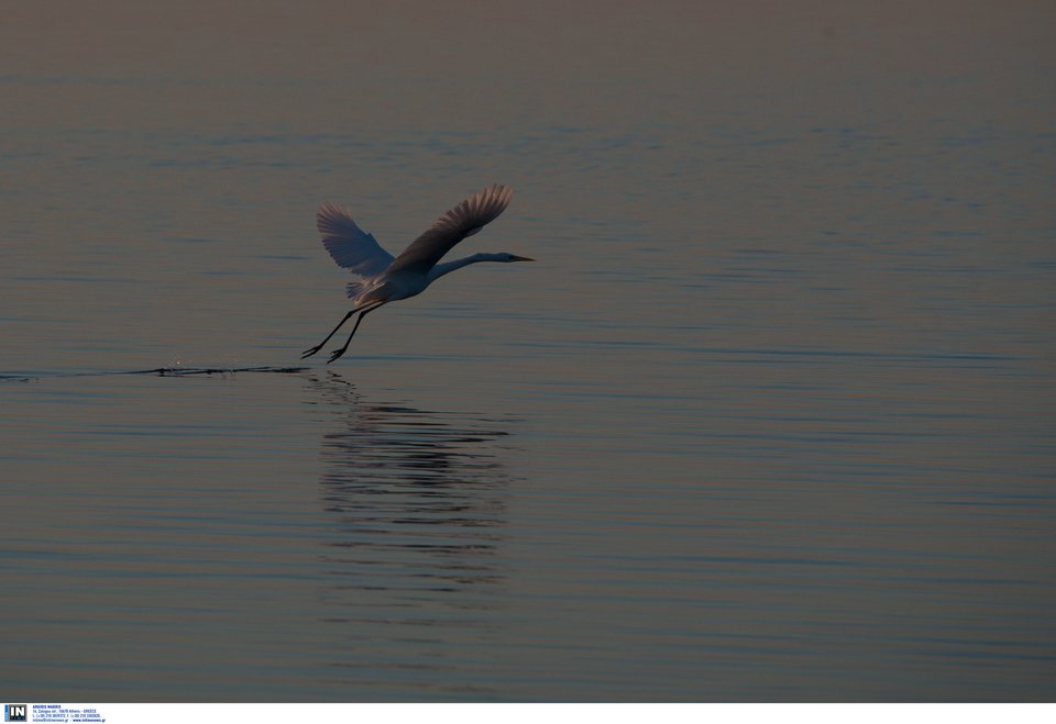 Μοναδικής ομορφιάς στιγμιότυπα από τη λιμνοθάλασσα στο Μεσολόγγι [εικόνες] | iefimerida.gr 10