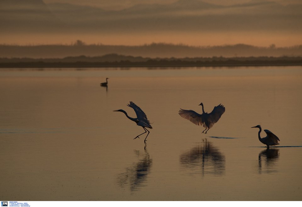Μοναδικής ομορφιάς στιγμιότυπα από τη λιμνοθάλασσα στο Μεσολόγγι [εικόνες] | iefimerida.gr 8