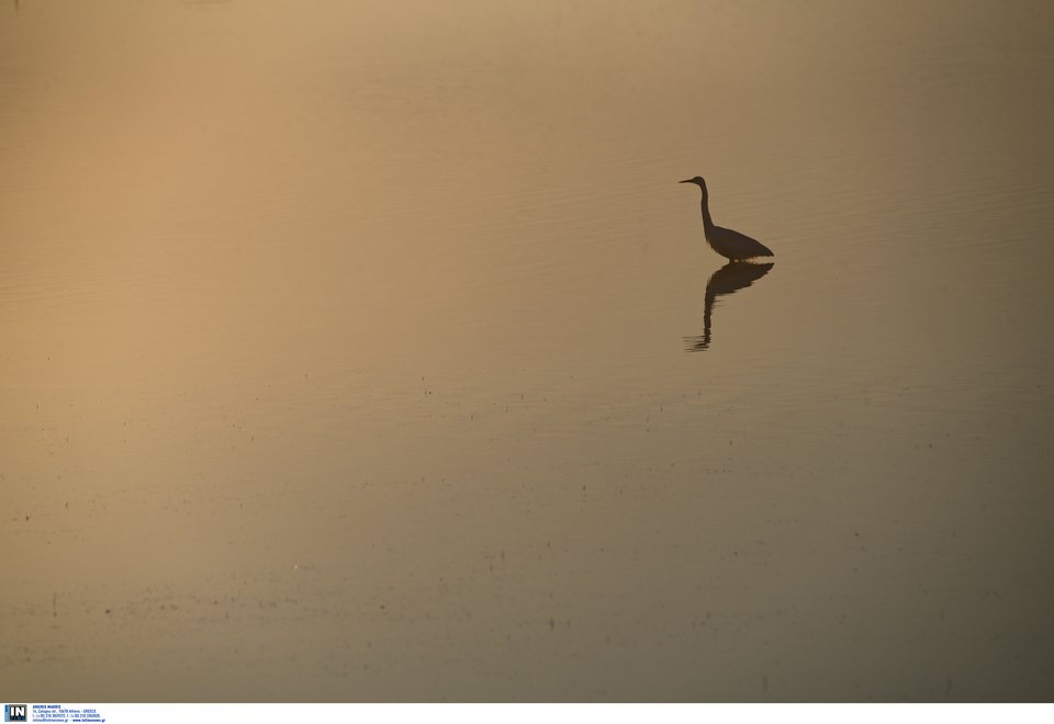 Μοναδικής ομορφιάς στιγμιότυπα από τη λιμνοθάλασσα στο Μεσολόγγι [εικόνες] | iefimerida.gr 7