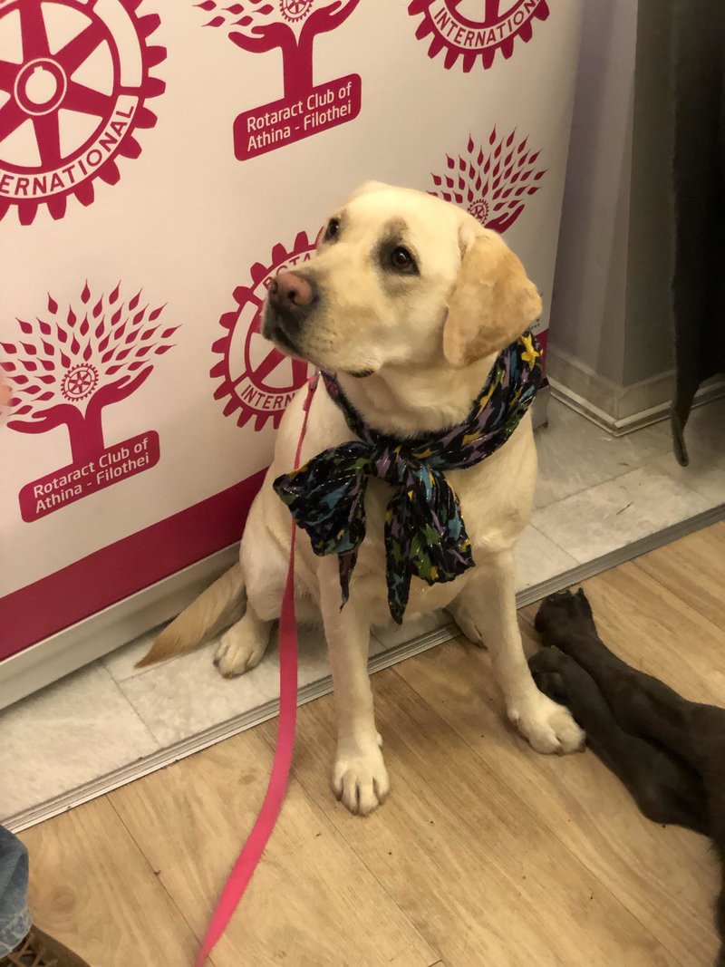 Μια ξεχωριστή εκδήλωση από τον Αδωνι: Παιδιά διάβασαν αρχαίο κείμενο σε σκύλους-ακροατές [εικόνες & βίντεο] | iefimerida.gr 3