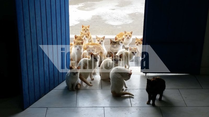 Περισσότερες είναι οι γάτες κάτοικοι στο νησί