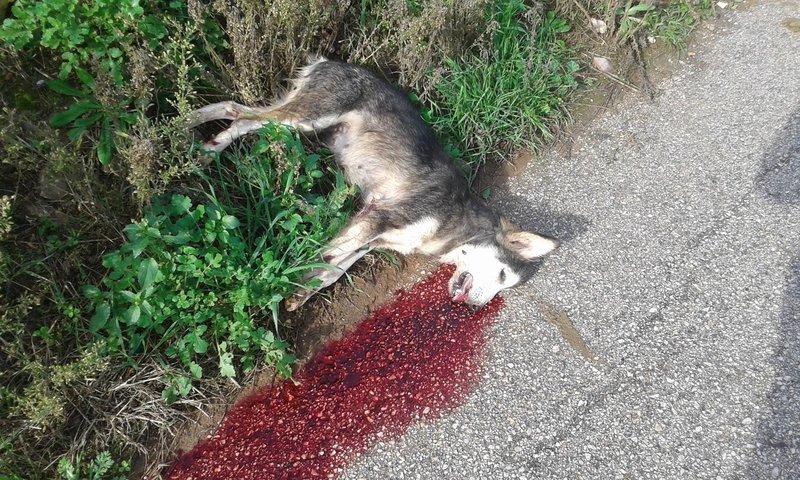 Οργή για τις φόλες στο Ναύπλιο -«Πώς μπόρεσες, καθίκι, να σου κουνάνε την ουρά κι εσύ να τα ταΐσεις θάνατο;» [σκληρές εικόνες] | iefimerida.gr 1